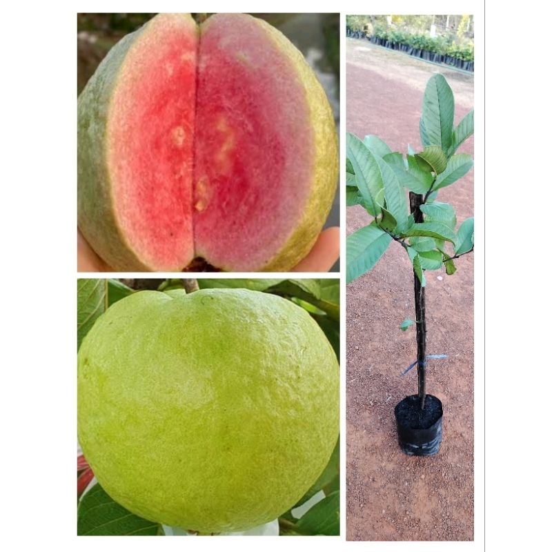 ต้นฝรั่งเฟิ่นหงมี่ ลูกใหญ่เนื้อแดงเมล็ดน้อยหวาน สูง 70-100ซ.ม แบบกิ่งตอน