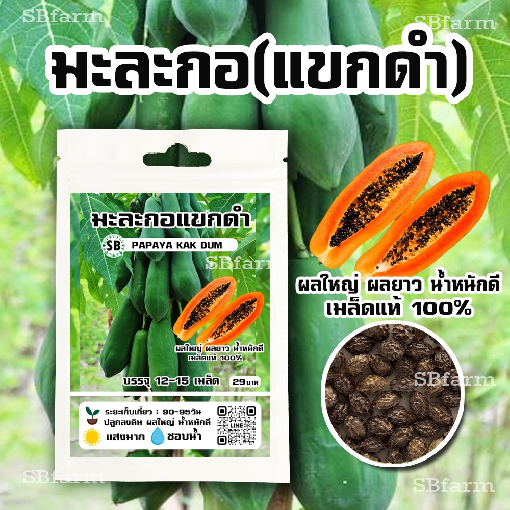 มะละกอแขกดำ // ผลใหญ่-ยาว กรอบ หวาน น้ำหนักดี  [12-15เมล็ด/ซอง]  โปรโมชั่น [ซื้อ 2 แถม 1ซอง