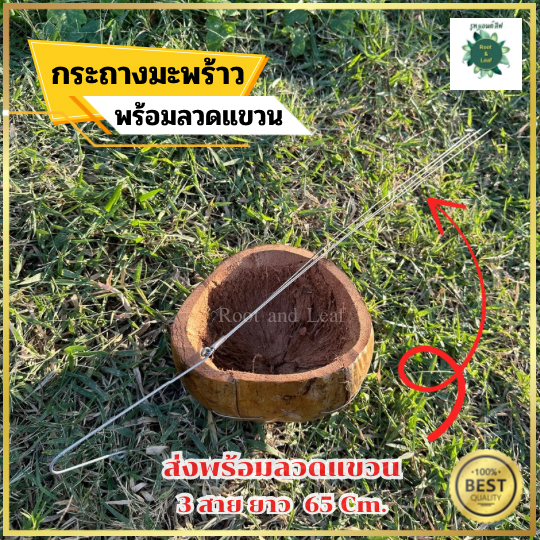 กระถางลูกมะพร้าว พร้อมลวดแขวน ยาว  65 Cm. กระถางมะพร้าวครึ่งลูกปาดปากเรียบ กระถางแบบแขวน สำหรับปลูกกล้วยไม้ ไม้เลื้อย ไม