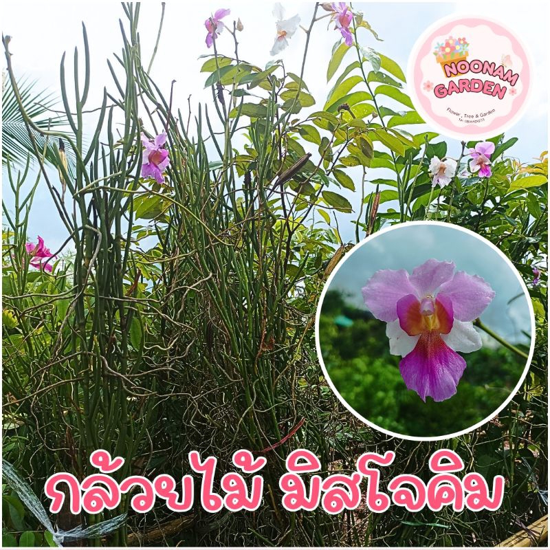 กล้วยไม้ แวนด้า มิสโจคิม แบบตัดกิ่ง กิ่งละ 50-60 ซม.