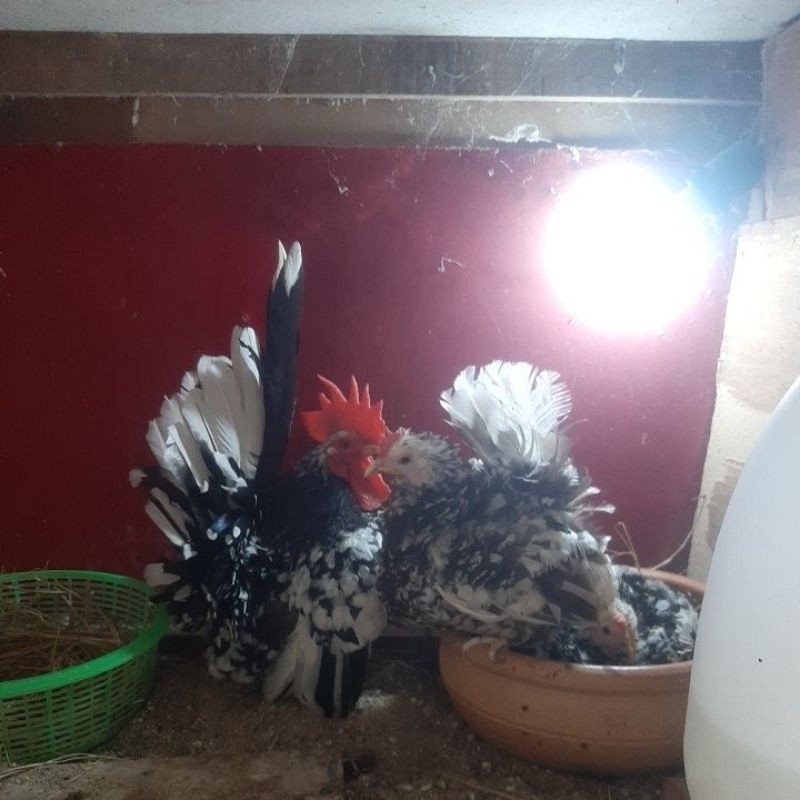 ไข่ไก่แจ้ลุ้นเชื้อ สีกะดำชุด 2ฟอง