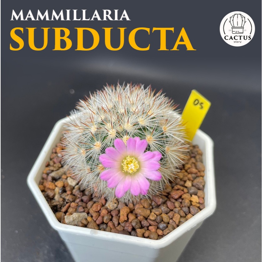 Mammillaria Subducta แมมซับดัคต้า ไม้เมล็ดกระถาง 3 นิ้ว