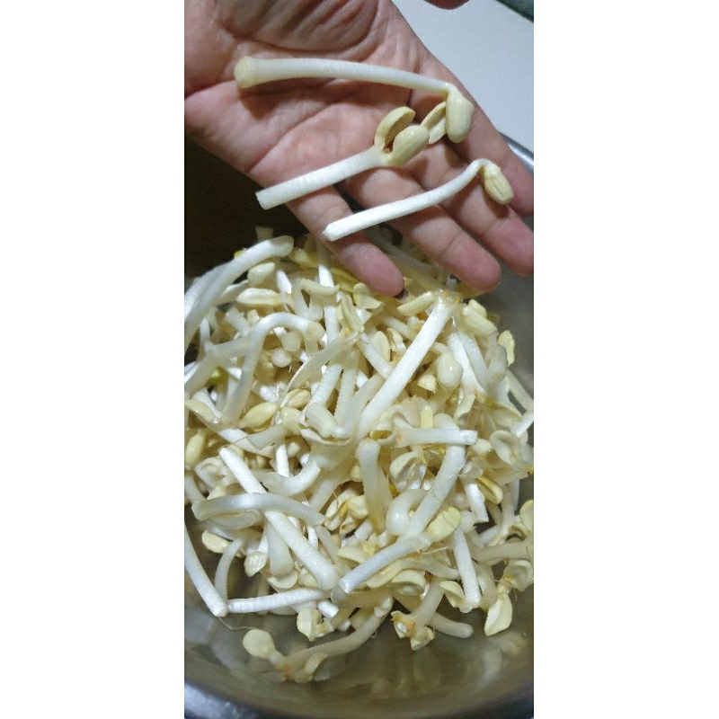 ถั่วงอกหัวโต สด แกงผัดอร่อย