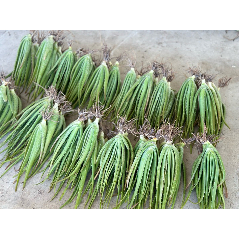 ต้นว่านหางจระเข้ ต้นลูก อายุ3-6เดือน ขนาดความสูง 20ซ.ม.ขึ้นไป ซื้อ 10ฟรี2