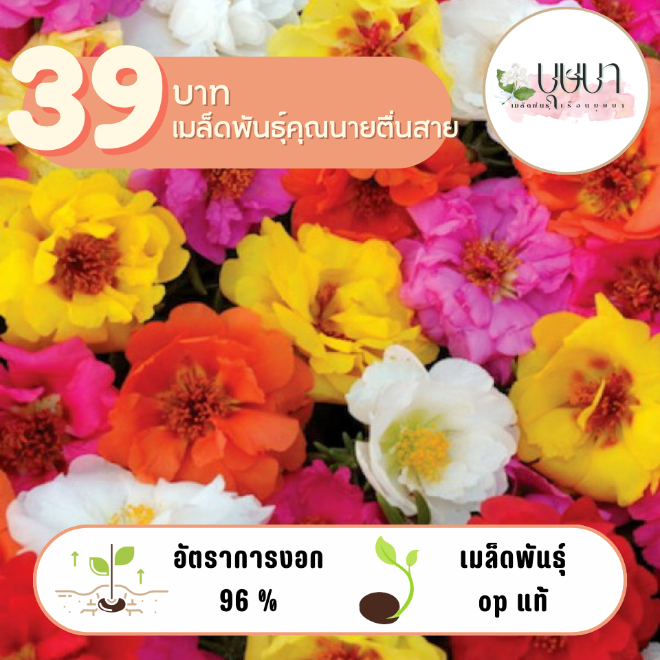 เมล็ดดอกคุณนายตื่นสาย 3,500 เมล็ด 39 บาท