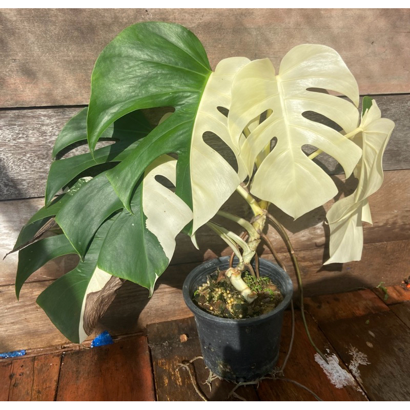 Monstera​ Albo ไม้ฟอกอากาศ​ ขอคำสั่งซื้อละไม่เกิน2ต้นนะคะ