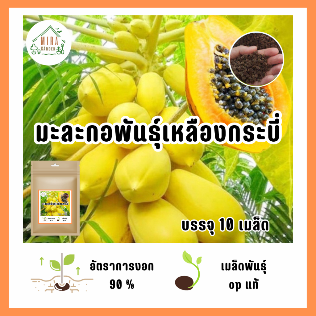 5บาท เมล็ดมะละกอเหลืองกระบี่ 10 เมล็ด