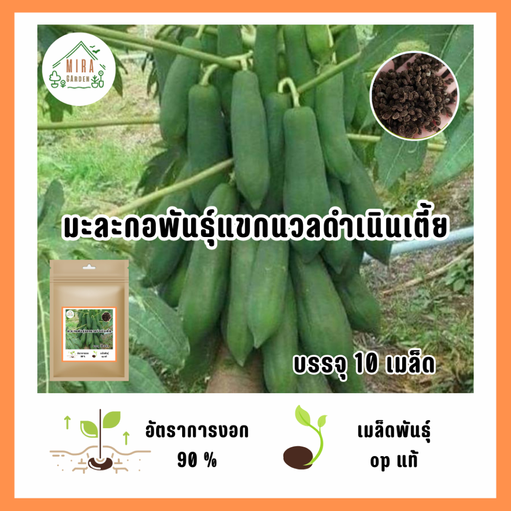 5บาท มะละกอแขกนวลดำเนินเตี้ย 10 เมล็ด