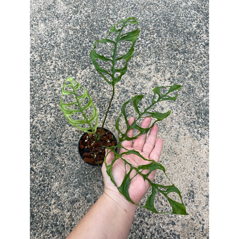 โอบิกัว มอนสเตอร่า มอนสเตอร่าโอบิกัว monstera obiqua มอน โอบิกัว