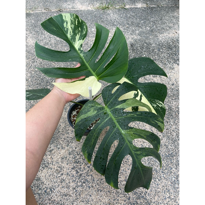 มอนมิ้น มอนสเตอล่ามิ้น มอนมิ้นด่าง monstera MINT VARIEGATED