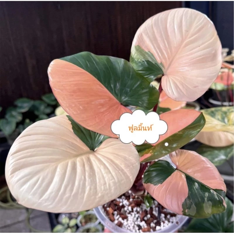 🥀เขี้ยวตาเสน่ห์จันทร์บุษราคัมฟูลมิ้น จัดส่งพร้อมอุปกรณ์การอบสินค้าแบ่งจากต้นแม่100%