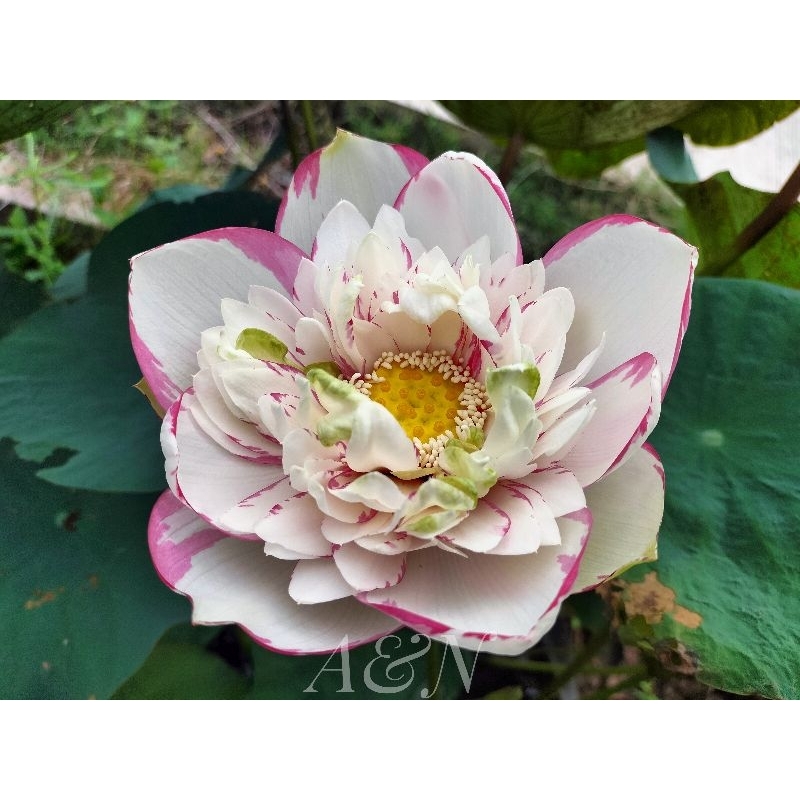 บัวหลวงVersiColor Lotus.บัวหลวงกลีบซ้อนที่สวยและมีเสน่ห์ลวดลายสีสันสวยงามขายสายพันธุ์เป็นแบบไหนเช่นตัวอย่างในรูป