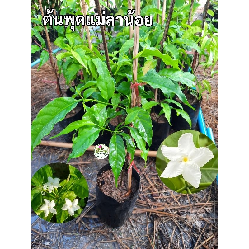 ต้นพุดแม่ลาน้อย พุดแม่ลาน้อย