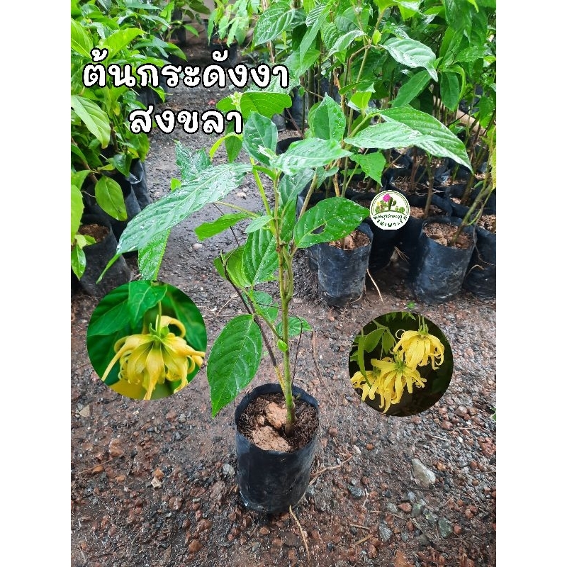 ต้นกระดังงาสงขลา กระดังงาสงขลา