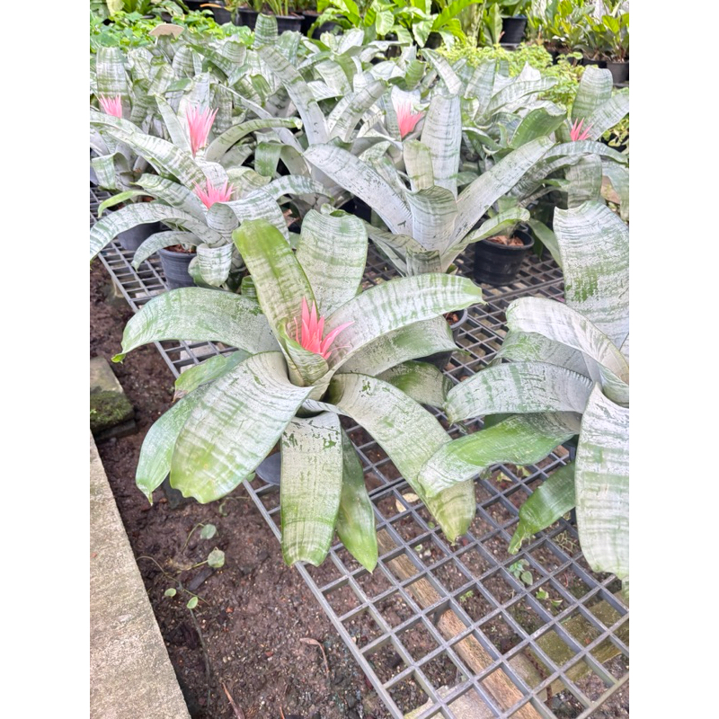 #สับปะรดสี Aechmea fasciata,แจกันเงิน,(silver vase, urn plant),แจกันเงิน นั้นคือดอกเล็กๆสีม่วง ที่เห