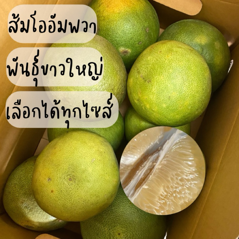 [พร้อมส่ง] ส้มโอขาวใหญ่อัมพวาแท้ ส่งตรงจากสวน ขายเอง - คละไซส์