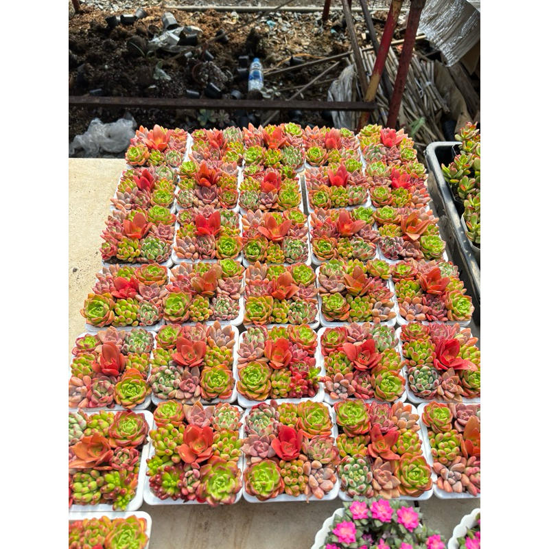 พร้อมส่ง12/12/24#กุหลาบหิน #ไม้อวบน้ำจัดเซตคละสายพันธุ์ Mix succulent