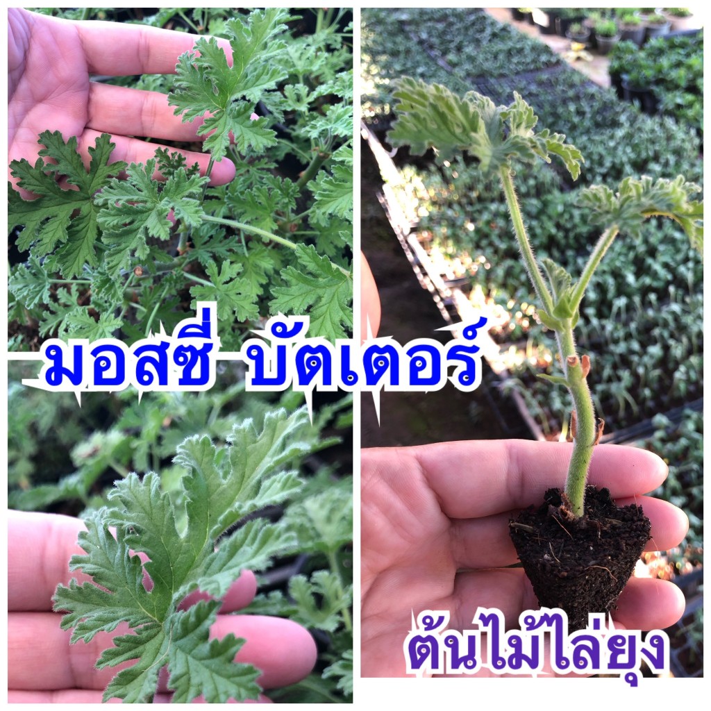 มอสซี่ บัสเตอร์ (Mozzie Buster) หรือที่เรียกกันง่ายๆ ว่าต้นไม้กันยุง. มีกลิ่นหอม  ส่งแบบกิ่งปักชำมีรากสมบูรณ์ พร้อมปลูก