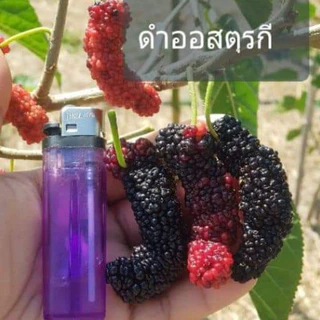 กิ่งหม่อนพันธ์ุดำออสตุรกี