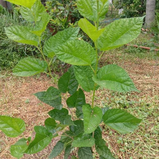 กิ่งหม่อนพันธ์ุดำออสตุรกี