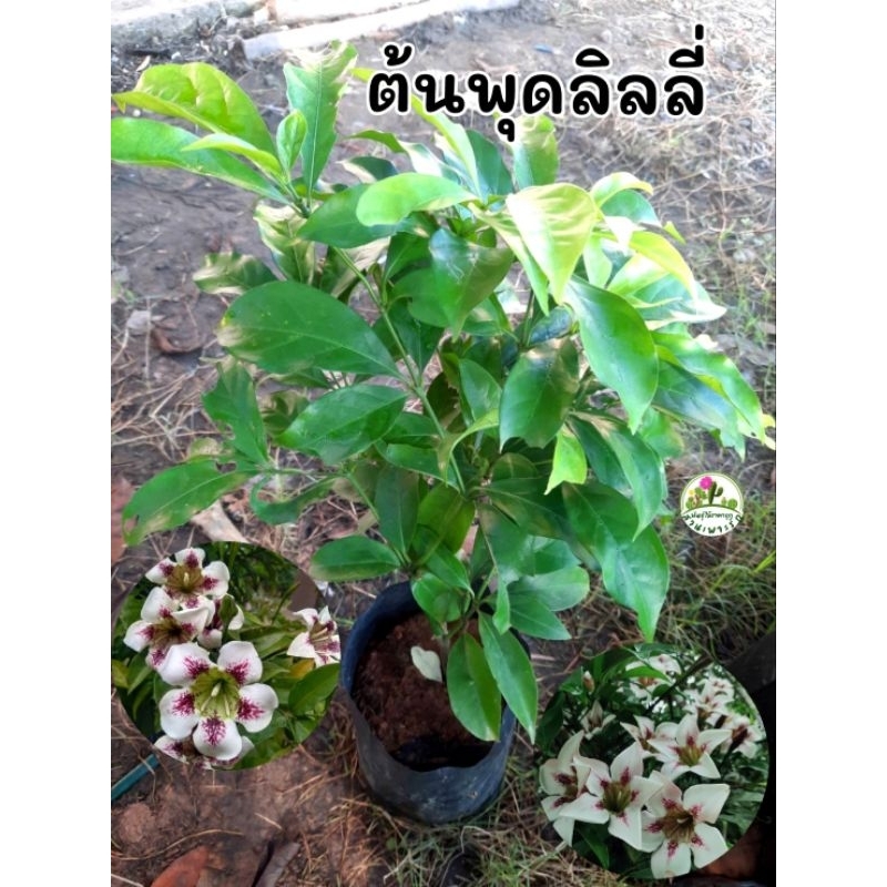 ต้นพุดลิลลี่ พุดลิลลี่ พุดโกเมน ราคา ถูกที่สุด ดีลบีเคเค รูปภาพหลัก