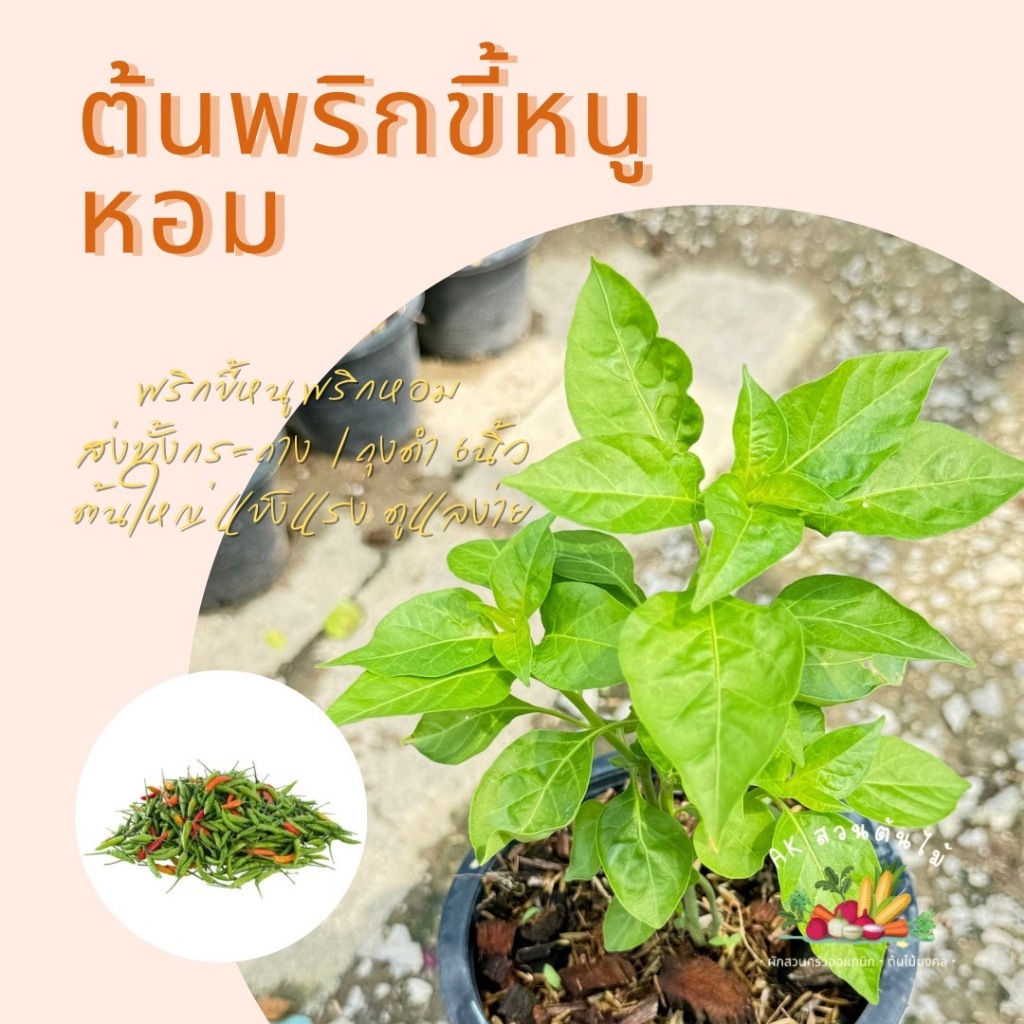 ต้นพริกขี้หนูหอม กระถาง 6 นิ้ว สินค้าพร้อมส่ง ผักสวนครัว ผักสวนครัวปลูกง่าย ผักออร์แกนิก
