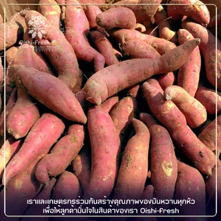 Oishi-Fresh ขายดีอันดับ1 มันหวานญี่ปุ่น Sweet potato เบนิฮารุกะ เนื้อเหลือง หอมหวาน อร่อย 1 กก.สินค้าเคลมได้ 1-2 วัน