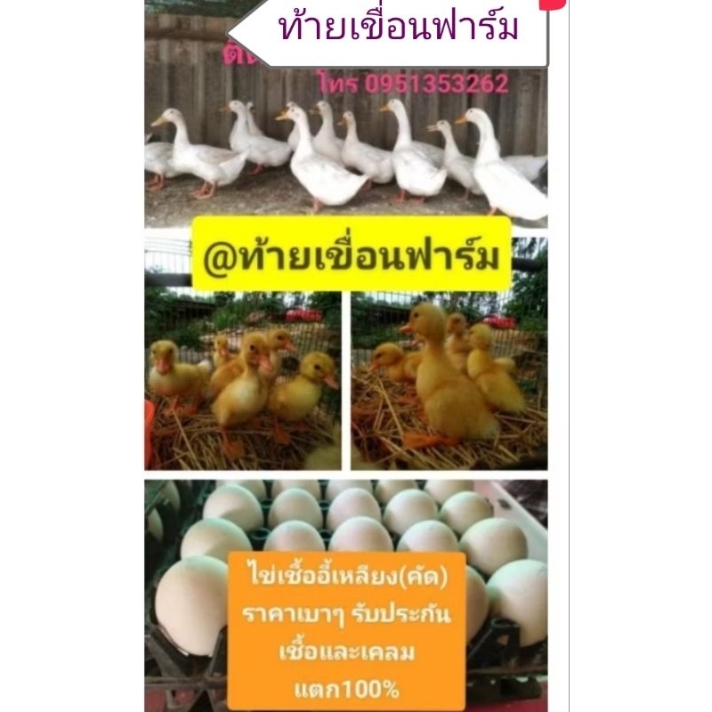 ไข่เชื้อเป็ดอี้เหลียง (เป็ดไข่กึ่งเป็ดเนื้อ)โตไวมาก