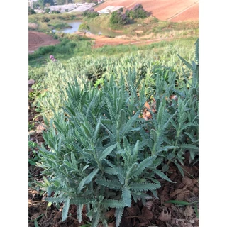 ลาเวนเดอร์ไฮบริดส์ (Lavandula hybrid) ความสวย และความหอม ที่มาพร้อมสารพัดประโยชน์ ลาเวนเดอร์ไฮบริดส์ (Lavandula hybrid)