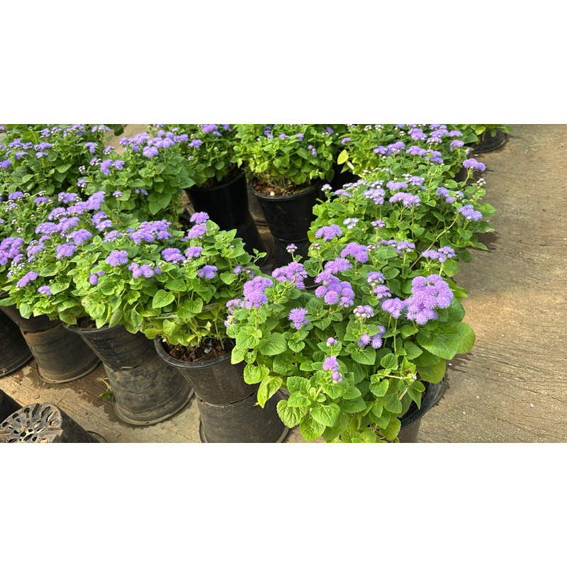 อเจอราตุ้ม  Ageratum/Flossflowerเป็นไม้โตช้าที่ดึงดูดผีเสื้อและนก ดอกไม้คล้ายดอกแอสเตอร์ที่มีกลิ่นหอมซึ่งจะเบ่งบาน