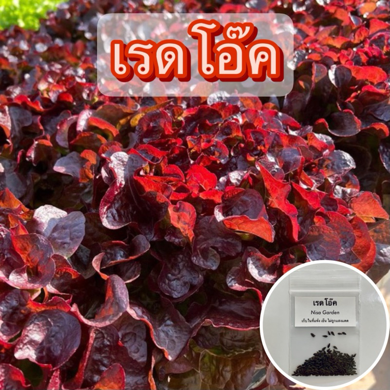 Nisa Garden เมล็ดพันธุ์ ผักสลัด เรดโอ๊ค แดงสวย ทรงพุ่ม 100-200 เมล็ด 🔥(ซื้อ 5 ฟรี 1 )🔥