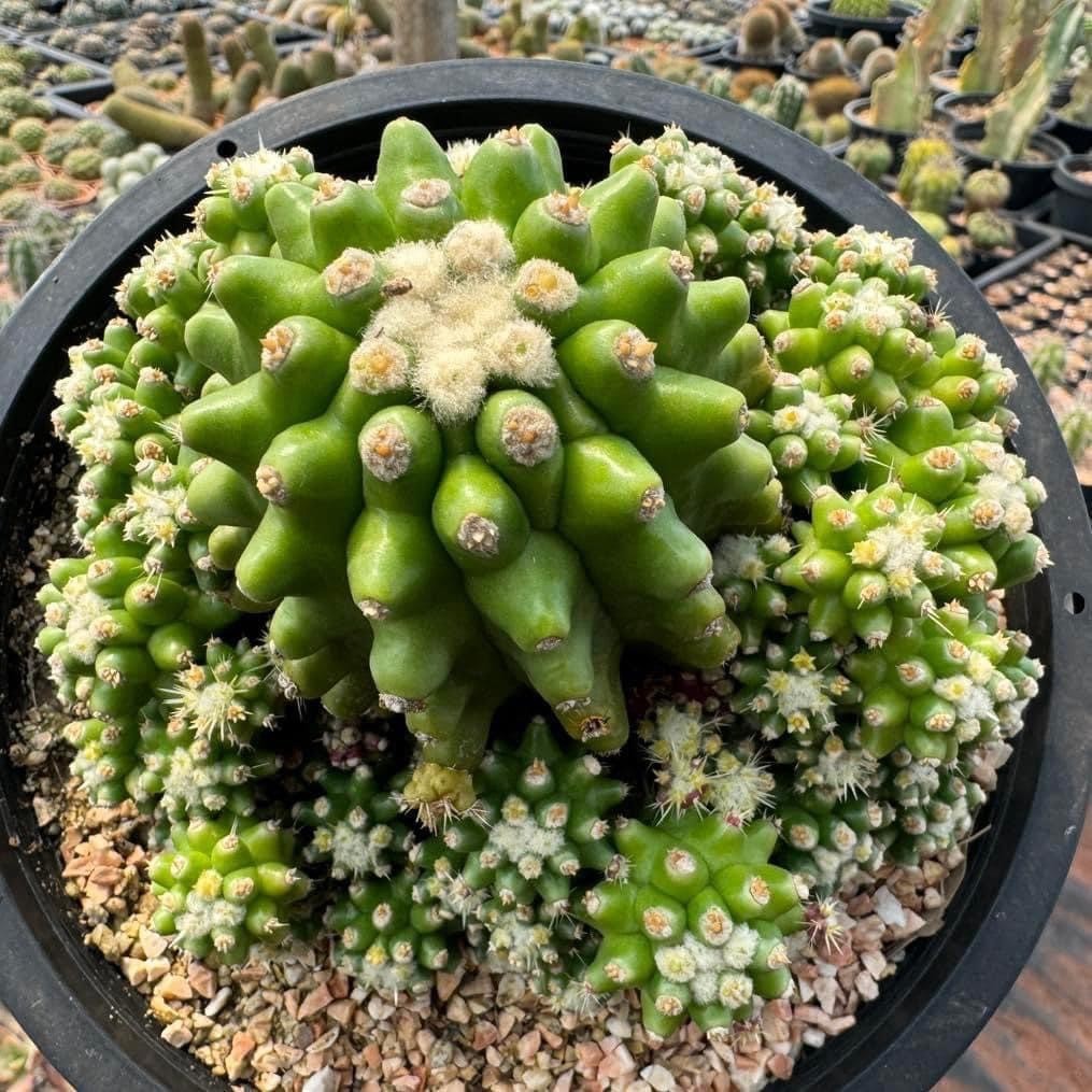 ถังทองหนามกุด ( มอนส์ ) Echinocactus grusonii var. subinermis แคคตัส กระบองเพชร cactus&succulent