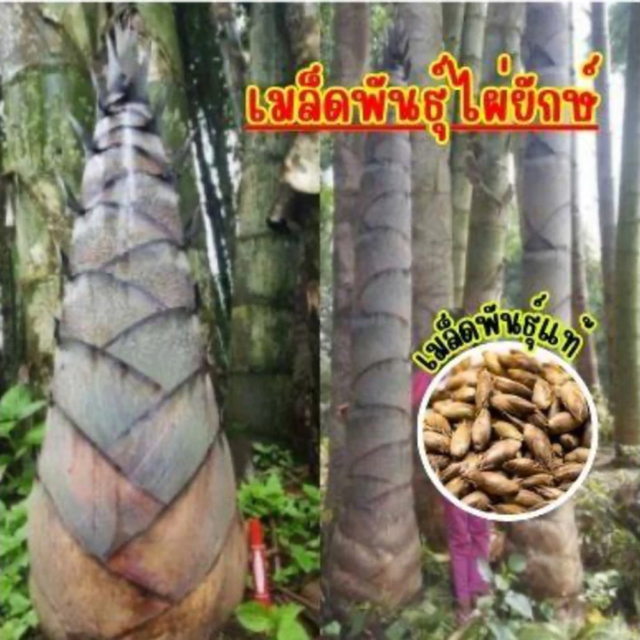 เมล็ดพันธ์ุไผ่ยักษ์ เมล็ดไผ่ ต้นไผ่ยักษ์ สายพันธ์ุแท้ บรรจุ 50 เมล็ด