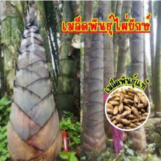 เมล็ดพันธ์ุไผ่ยักษ์ เมล็ดไผ่ ต้นไผ่ยักษ์ สายพันธ์ุแท้ บรรจุ 50 เมล็ด