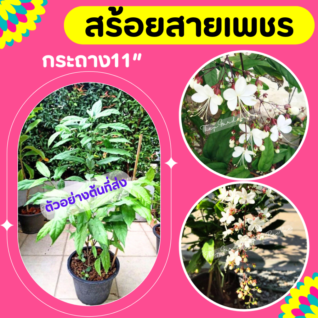 ต้นสร้อยสายเพชร สร้อยระย้า ดอกเป็นช่อสีขาว