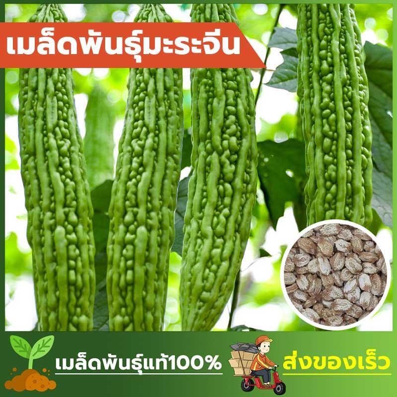 เมล็ดพันธ์ุ มะระจีน พันธ์ุแท้ลูกใหญ่ ขมน้อย ซองละ 50 เมล็ด