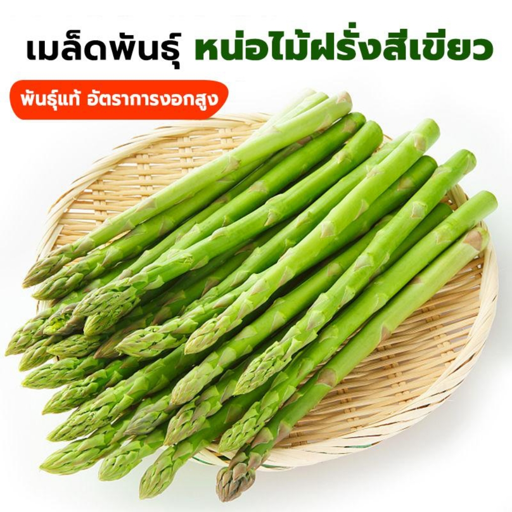 เมล็ดพันธ์ุ หน่อไม้ฝรั่ง(พันธ์ุสีเขียว) พันธ์ุแท้ ปลูกง่าย ปลูกได้ทุกพื้นที่ทั่วไทย ซองละ 2g