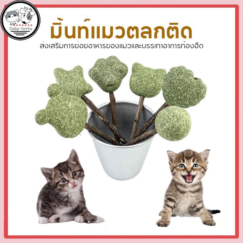 แคทนิป ไม้มิ้นท์แมว แบบอมยิ้ม ขัดฟันแมว สะอาด ต้นไม้ กลิ่น ตื่นเต้น กัญชาแมว แคทนิปบอล ของเล่นแมว Catnip Lollipop