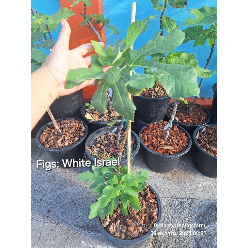 มะเดื่อฝรั่ง ไวท์อิสราเอล White Israel/ Tree Fig