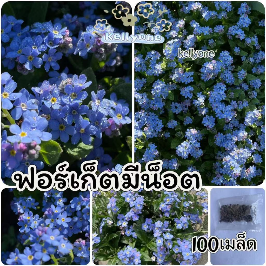 100 เมล็ด ฟอร์เก็ตมีน็อต forget me not เมล็ดดอกไม้  เมล็ดพันธุ์แท้ นำเข้าจากต่างประเทศ โตไว พร้อมส่ง