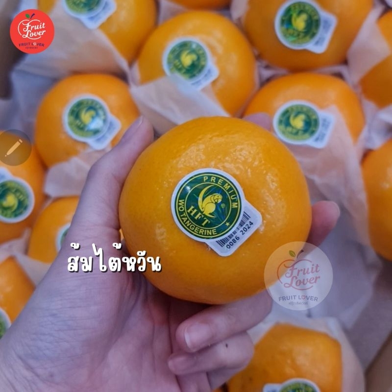 ส้มไต้หวัน ตรานกแก้ว HFT Wo Tangerine) Size L/XL/XXL