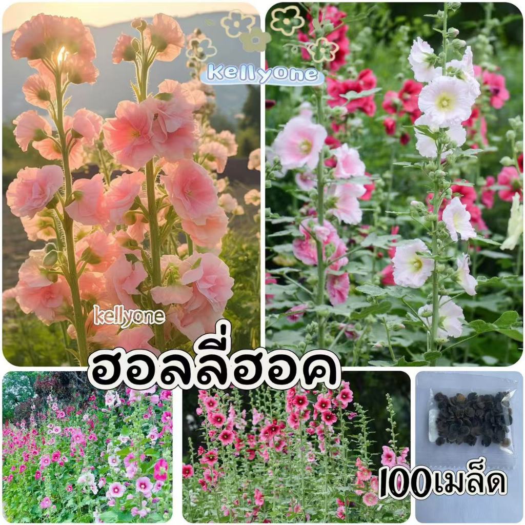 เมล็ดพันธุ์ฮอลลี่ฮ็อค คละสี 100 เมล็ด  ฮอลลี่ฮ็อค ดอกซ้อน / ฮอลลี่ฮ็อค แคระ HollyHock Mix