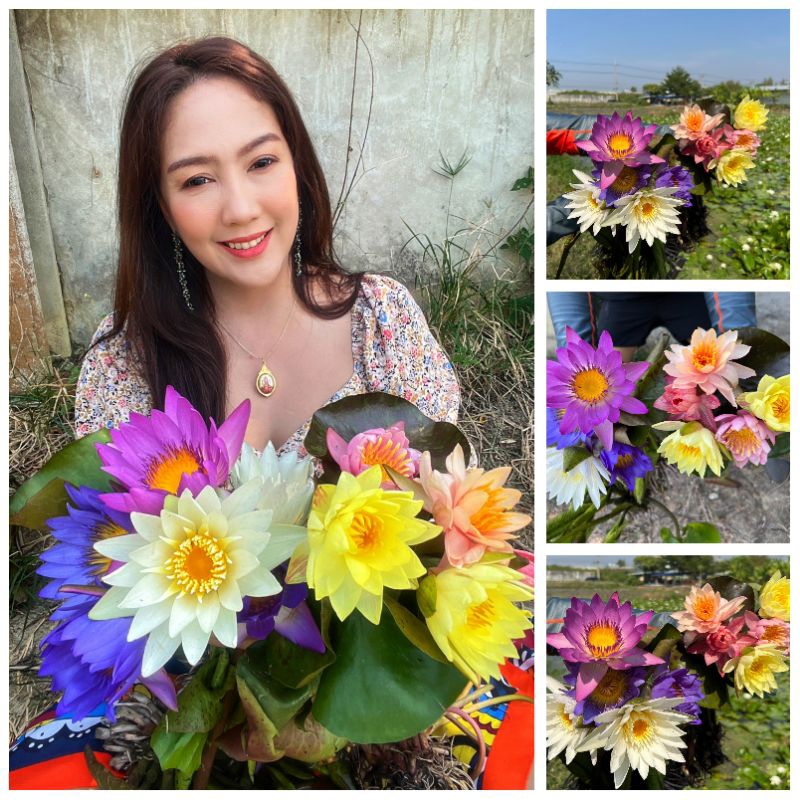 บัวนอกบัวไทยคละสี10ต้น