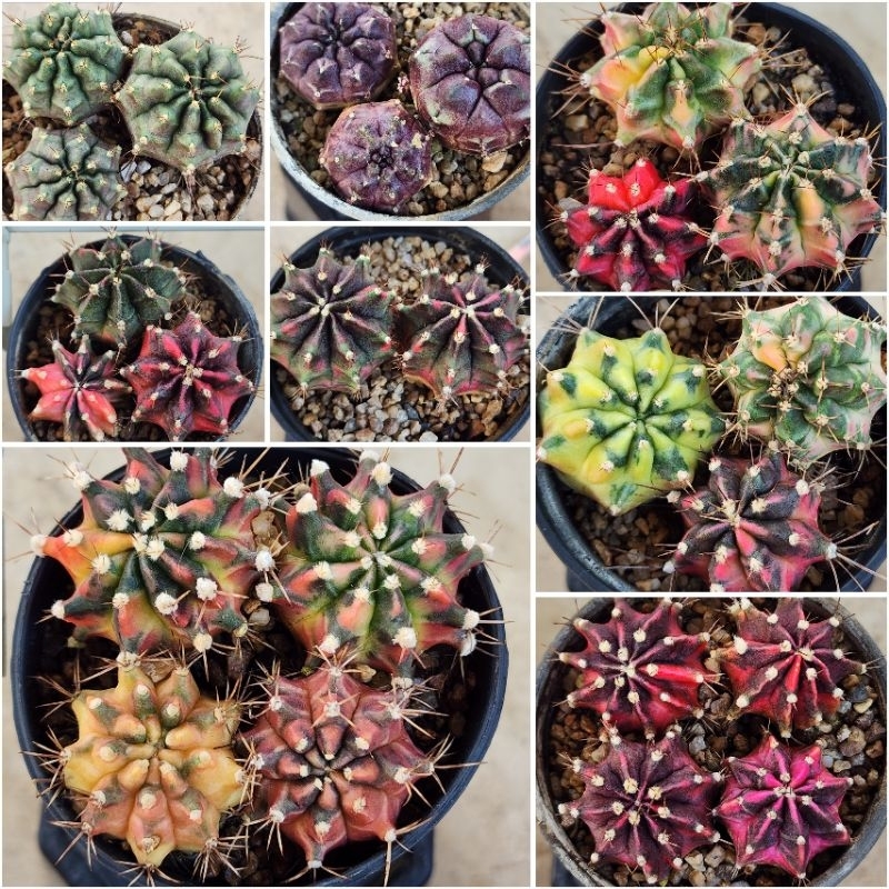 Gymno มีชื่อ ด่างกระจายสวย ไม้ชำหน่อ โคลนดังตัวแรร์ จัดพอตกระถาง3 นิ้ว