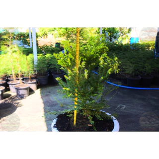 [พร้อมส่ง] ต้นล่ำซำ (Ficus microcarpa) สูง 60-70 cm ฟอร์มสวย *ราคาไม่รวมกระถาง*