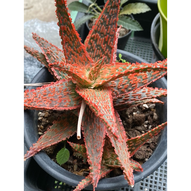 อโลไฮบริด ไม้หน่อลายสวย Aloe hybrid คละแบบห่อรากส่งให้ค่ะ