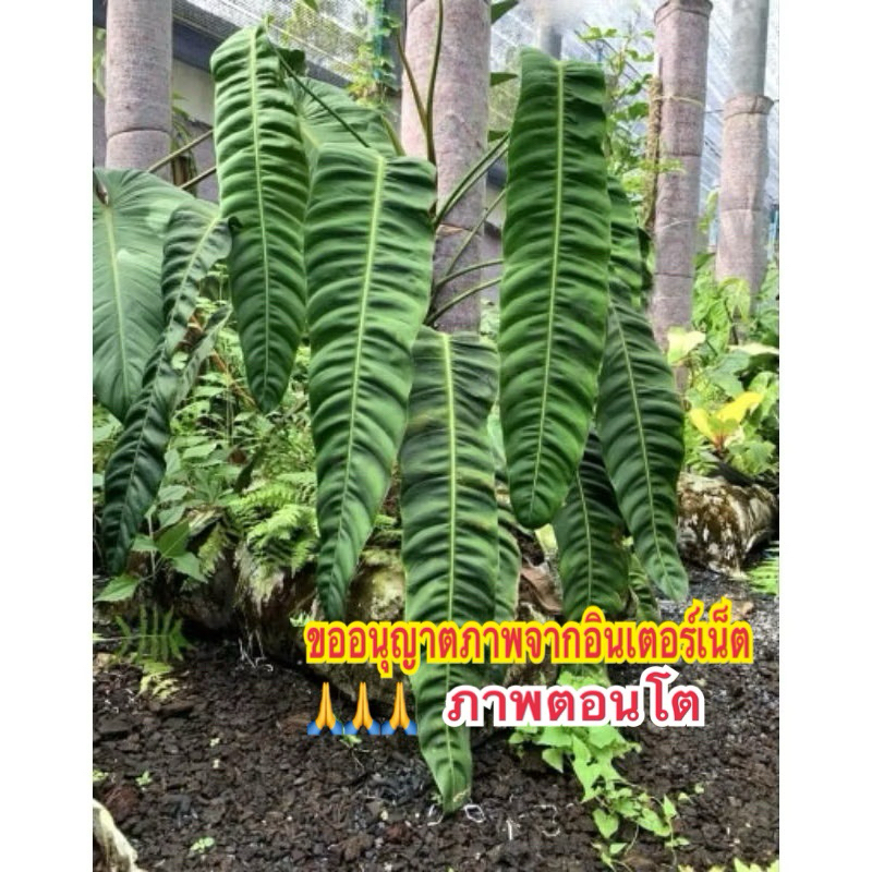 ฟิโลเดรนดอน แพทริเชีย Philodendron patriciae ไม้ฟอร์มสวยน่าสะสม เป็นฟิโลเดรนดอนที่หายากและมีราคาแพง