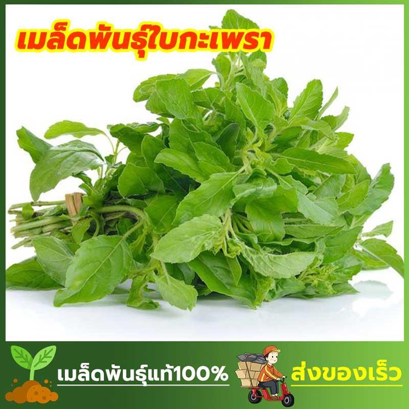 เมล็ดพันธ์ุ กะเพราหอม กะเพราเขียว ซองละ 100 เมล็ด