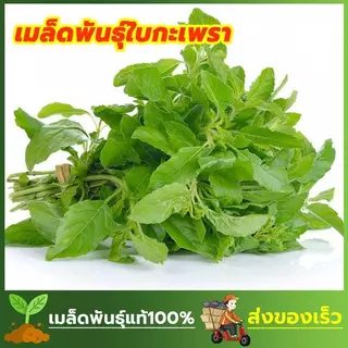 เมล็ดพันธ์ุ กะเพราหอม กะเพราเขียว ซองละ 100 เมล็ด