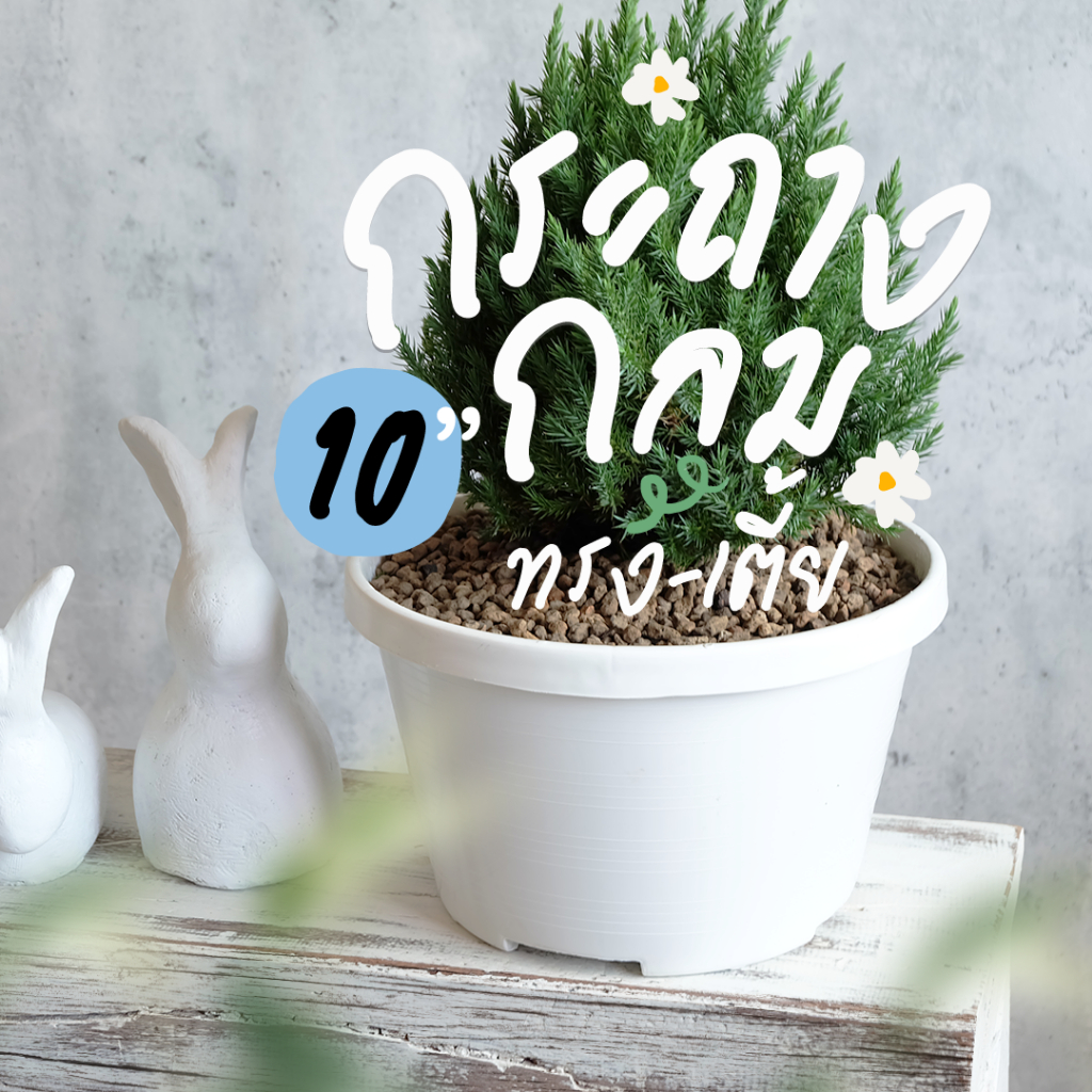 กระถางกลมทรงเตี้ย กระถางต้นไม้ขนาด 10 นิ้ว สีขาว